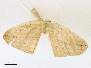  ( - CBG-A16704-G09)  @11 [ ] CreativeCommons - Attribution Share - Alike (2023) CBG Photography Group Centre for Biodiversity Genomics