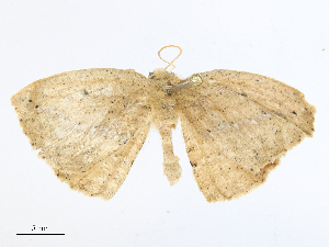  ( - CBG-A16704-H01)  @11 [ ] CreativeCommons - Attribution Share - Alike (2023) CBG Photography Group Centre for Biodiversity Genomics