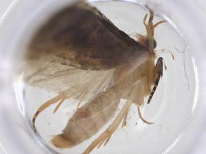  (tortMalaise6539 Malsie9501 - CBG-A19667-D08)  @11 [ ] CreativeCommons - Attribution Share - Alike (2023) Centre for Biodiversity Genomics Centre for Biodiversity Genomics