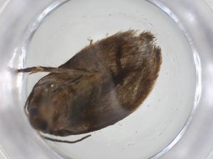  (Hypatopa Malaise9554 - CBG-A19668-C06)  @11 [ ] CreativeCommons - Attribution Share - Alike (2023) Centre for Biodiversity Genomics Centre for Biodiversity Genomics