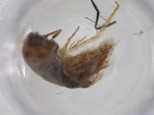  (Hypatopa Malaise0135 - CBG-A19684-D07)  @11 [ ] CreativeCommons - Attribution Share - Alike (2023) Centre for Biodiversity Genomics Centre for Biodiversity Genomics