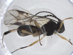  (Ascogaster Malaise4414 - CBG-A19685-F09)  @11 [ ] CreativeCommons - Attribution Share - Alike (2023) Centre for Biodiversity Genomics Centre for Biodiversity Genomics