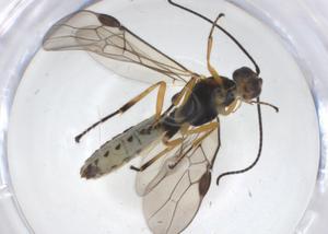  (Bracon Malaise3642 - CBG-A19688-B12)  @11 [ ] CreativeCommons - Attribution Share - Alike (2023) Centre for Biodiversity Genomics Centre for Biodiversity Genomics