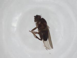  (Sclerocoelus paranebulosus - CBG-A19706-C11)  @11 [ ] CreativeCommons - Attribution Share - Alike (2023) Centre for Biodiversity Genomics Centre for Biodiversity Genomics