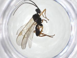  (Promicrogaster Malaise2322 - CBG-A19730-H11)  @11 [ ] CreativeCommons - Attribution Share - Alike (2023) Centre for Biodiversity Genomics Centre for Biodiversity Genomics