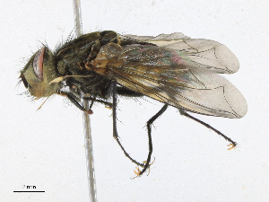  (Ptilodexia Malaise4280 - CBG-A21615-H04)  @11 [ ] CreativeCommons - Attribution Share - Alike (2023) CBG Photography Group Centre for Biodiversity Genomics