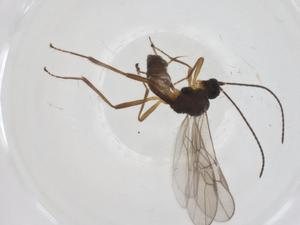  (Blacus Malaise3694 - CBG-A47547-B03)  @11 [ ] CreativeCommons - Attribution Share - Alike (2024) Centre for Biodiversity Genomics Centre for Biodiversity Genomics