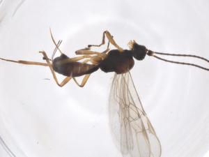  ( - CBG-A47548-H10)  @11 [ ] CreativeCommons - Attribution Share - Alike (2024) Centre for Biodiversity Genomics Centre for Biodiversity Genomics