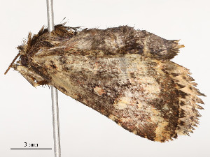  ( - CBG-A51932-A04)  @11 [ ] CreativeCommons - Attribution Share - Alike (2024) CBG Photography Group Centre for Biodiversity Genomics