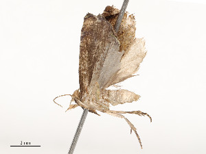  ( - CBG-A51932-C02)  @11 [ ] CreativeCommons - Attribution Share - Alike (2024) CBG Photography Group Centre for Biodiversity Genomics