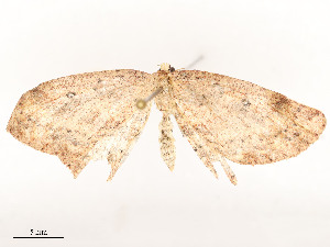  ( - CBG-A51932-D04)  @11 [ ] CreativeCommons - Attribution Share - Alike (2024) CBG Photography Group Centre for Biodiversity Genomics