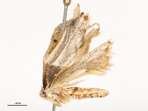  ( - CBG-A51932-E12)  @11 [ ] CreativeCommons - Attribution Share - Alike (2024) CBG Photography Group Centre for Biodiversity Genomics