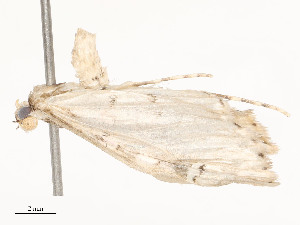  ( - CBG-A51932-F03)  @11 [ ] CreativeCommons - Attribution Share - Alike (2024) CBG Photography Group Centre for Biodiversity Genomics