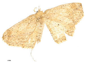  ( - CBG-A51932-G04)  @11 [ ] CreativeCommons - Attribution Share - Alike (2024) CBG Photography Group Centre for Biodiversity Genomics