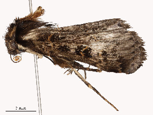  ( - CBG-A51933-A02)  @11 [ ] CreativeCommons - Attribution Share - Alike (2024) CBG Photography Group Centre for Biodiversity Genomics