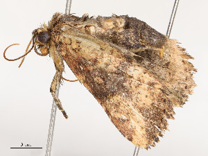  ( - CBG-A51933-A06)  @11 [ ] CreativeCommons - Attribution Share - Alike (2024) CBG Photography Group Centre for Biodiversity Genomics