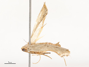  ( - CBG-A51933-B02)  @11 [ ] CreativeCommons - Attribution Share - Alike (2024) CBG Photography Group Centre for Biodiversity Genomics