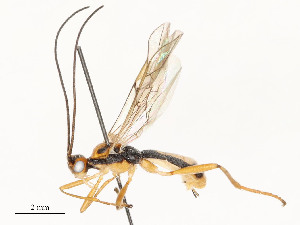  ( - CBG-A51933-C12)  @11 [ ] CreativeCommons - Attribution Share - Alike (2024) CBG Photography Group Centre for Biodiversity Genomics