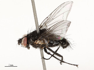  (Eulasiona malaise0090 - CBG-A51933-E10)  @11 [ ] CreativeCommons - Attribution Share - Alike (2024) CBG Photography Group Centre for Biodiversity Genomics