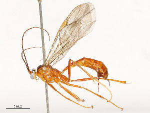  ( - CBG-A51933-F02)  @11 [ ] CreativeCommons - Attribution Share - Alike (2024) CBG Photography Group Centre for Biodiversity Genomics