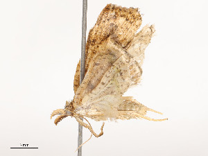  ( - CBG-A51933-G01)  @11 [ ] CreativeCommons - Attribution Share - Alike (2024) CBG Photography Group Centre for Biodiversity Genomics