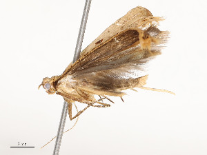  (gelMalaise01 Malaise7688 - CBG-A51933-G03)  @11 [ ] CreativeCommons - Attribution Share - Alike (2024) CBG Photography Group Centre for Biodiversity Genomics