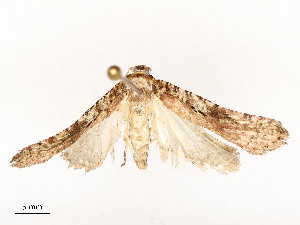  ( - CBG-A51965-A09)  @11 [ ] CreativeCommons - Attribution Share - Alike (2024) CBG Photography Group Centre for Biodiversity Genomics