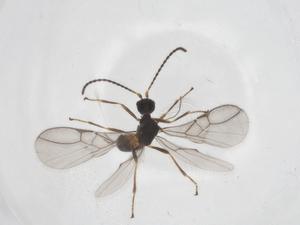  ( - CBG-A52990-B11)  @11 [ ] CreativeCommons - Attribution Share - Alike (2024) Centre for Biodiversity Genomics Centre for Biodiversity Genomics