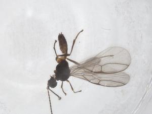  ( - CBG-A52992-A05)  @11 [ ] CreativeCommons - Attribution Share - Alike (2024) Centre for Biodiversity Genomics Centre for Biodiversity Genomics