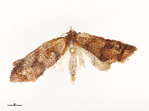  ( - CBG-A53666-B12)  @11 [ ] CreativeCommons - Attribution Share - Alike (2024) CBG Photography Group Centre for Biodiversity Genomics