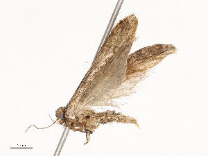  (gelMalaise01 malaise6806 - CBG-A53666-C11)  @11 [ ] CreativeCommons - Attribution Share - Alike (2024) CBG Photography Group Centre for Biodiversity Genomics