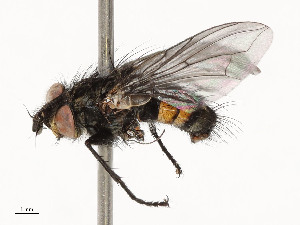  ( - CBG-A53666-E01)  @11 [ ] CreativeCommons - Attribution Share - Alike (2024) CBG Photography Group Centre for Biodiversity Genomics