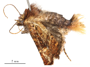  ( - CBG-A53667-C10)  @11 [ ] CreativeCommons - Attribution Share - Alike (2024) CBG Photography Group Centre for Biodiversity Genomics