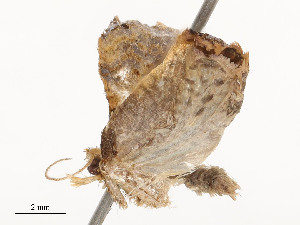  ( - CBG-A53668-C06)  @11 [ ] CreativeCommons - Attribution Share - Alike (2024) CBG Photography Group Centre for Biodiversity Genomics