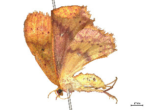  ( - CBG-A53668-D07)  @11 [ ] CreativeCommons - Attribution (2024) CBG Photography Group Centre for Biodiversity Genomics