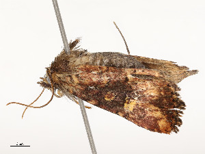  ( - CBG-A53668-E03)  @11 [ ] CreativeCommons - Attribution Share - Alike (2024) CBG Photography Group Centre for Biodiversity Genomics