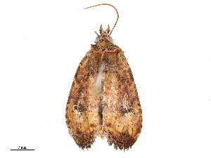  ( - CBG-A53668-E06)  @11 [ ] CreativeCommons - Attribution Share - Alike (2024) CBG Photography Group Centre for Biodiversity Genomics