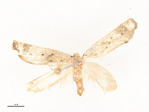  ( - CBG-A53668-G07)  @11 [ ] CreativeCommons - Attribution Share - Alike (2024) CBG Photography Group Centre for Biodiversity Genomics