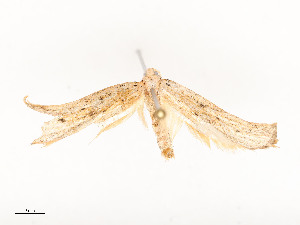  ( - CBG-A54465-B01)  @11 [ ] CreativeCommons - Attribution Share - Alike (2024) CBG Photography Group Centre for Biodiversity Genomics