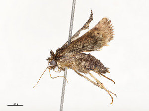  ( - CBG-A54465-B03)  @11 [ ] CreativeCommons - Attribution Share - Alike (2024) CBG Photography Group Centre for Biodiversity Genomics