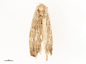  ( - CBG-A54465-E08)  @11 [ ] CreativeCommons - Attribution Share - Alike (2024) CBG Photography Group Centre for Biodiversity Genomics