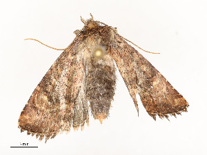  ( - CBG-A54465-E12)  @11 [ ] CreativeCommons - Attribution Share - Alike (2024) CBG Photography Group Centre for Biodiversity Genomics