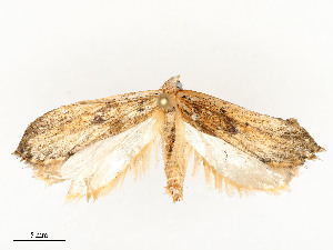  ( - CBG-A54466-A01)  @11 [ ] CreativeCommons - Attribution Share - Alike (2024) CBG Photography Group Centre for Biodiversity Genomics