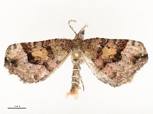  ( - CBG-A54466-D02)  @11 [ ] CreativeCommons - Attribution Share - Alike (2024) CBG Photography Group Centre for Biodiversity Genomics