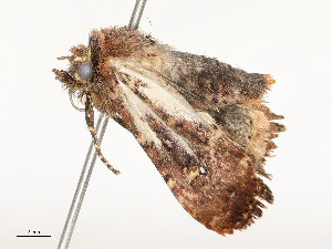  ( - CBG-A54466-D06)  @11 [ ] CreativeCommons - Attribution Share - Alike (2024) CBG Photography Group Centre for Biodiversity Genomics