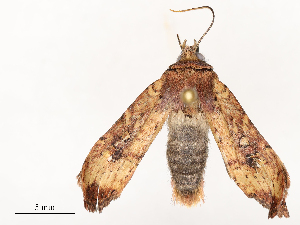  ( - CBG-A54467-A11)  @11 [ ] CreativeCommons - Attribution Share - Alike (2024) CBG Photography Group Centre for Biodiversity Genomics