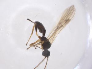  ( - CBG-A54894-C02)  @11 [ ] CreativeCommons - Attribution Share - Alike (2024) Centre for Biodiversity Genomics Centre for Biodiversity Genomics