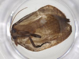  (Clepsis Malaise0650 - CBG-A54902-G01)  @11 [ ] CreativeCommons - Attribution Share - Alike (2024) Centre for Biodiversity Genomics Centre for Biodiversity Genomics