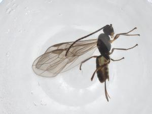  ( - CBG-A54964-G10)  @11 [ ] CreativeCommons - Attribution Share - Alike (2024) Centre for Biodiversity Genomics Centre for Biodiversity Genomics