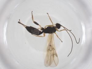  ( - CBG-A54976-B10)  @11 [ ] CreativeCommons - Attribution Share - Alike (2024) Centre for Biodiversity Genomics Centre for Biodiversity Genomics